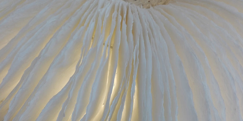 Effet lumineux sur millefeuille iris
